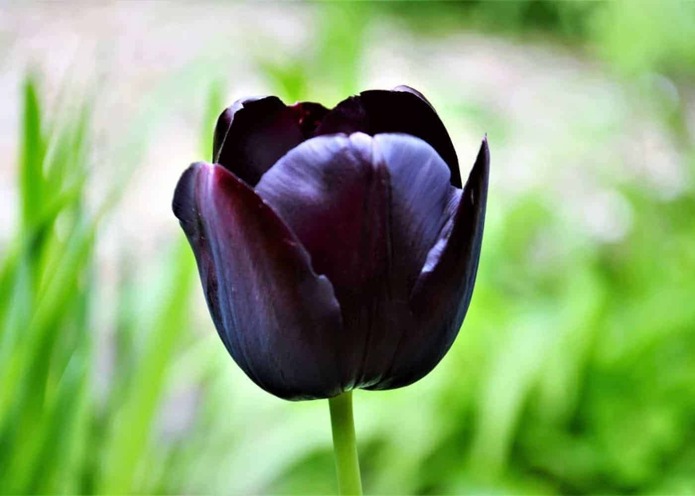 Double Tulip Tulipa spp. Seeds for planting in flower bed