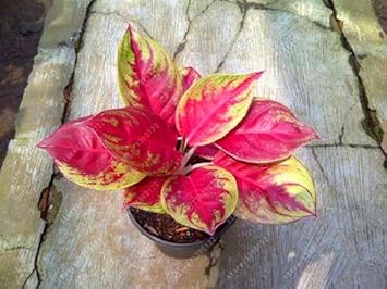 Red Green Aglaonema Plant Seeds Planting