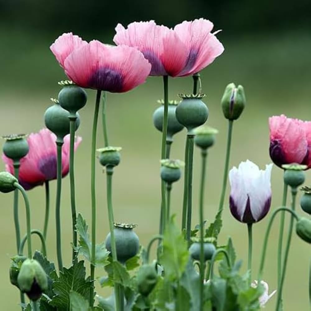 Oriental Poppy Papaver orientale flower seeds for planting