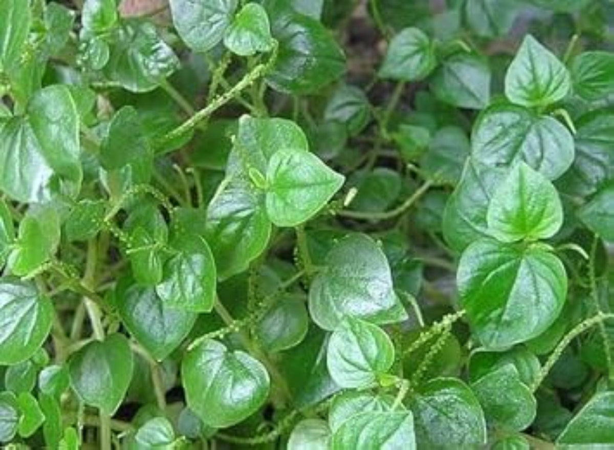 Peperomia Pellucida Flower seeds for Planting Seasonal Bloomer Heirloom & GMO Free Seeds for Home Garden 
 
 Sale for planting in home garden
