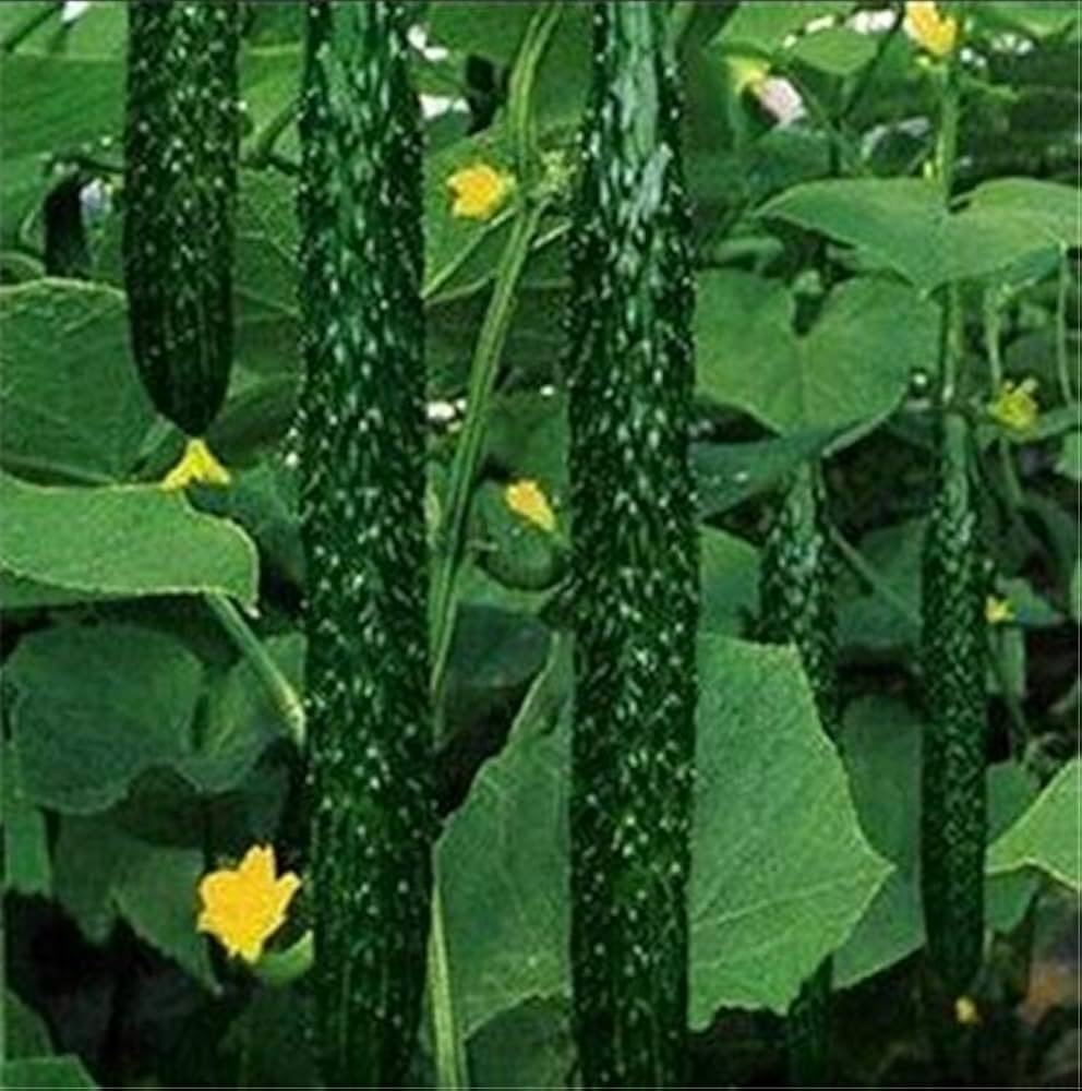 Carolina Cucumber Cucumis anguria for planting in trellis garden