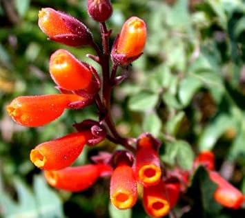 Eccremocarpus Scaber Flower seeds for Planting Colorful Display Heirloom & GMO Free Seeds for Home Garden 
 
 Sale for planting in home garden