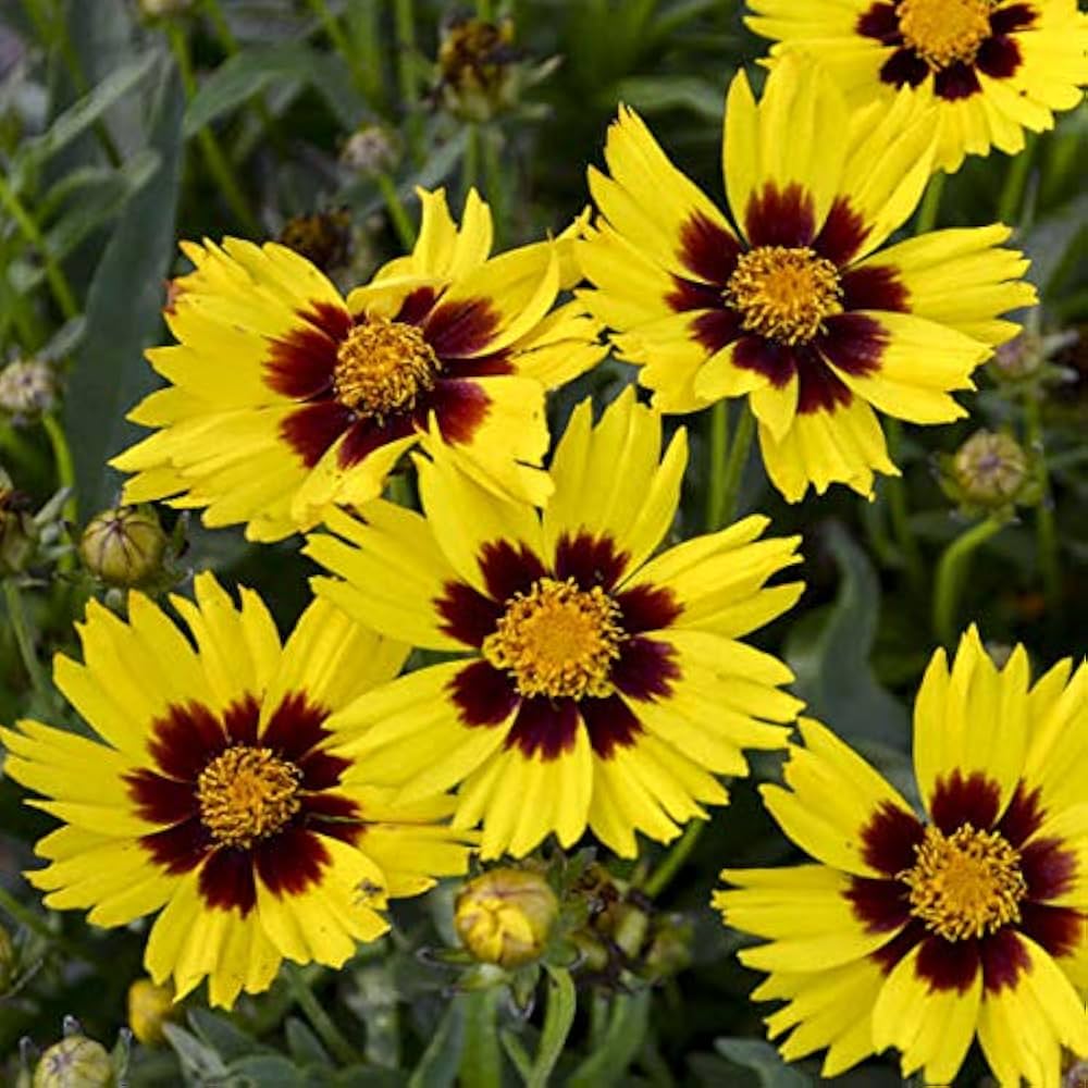 GOLDEN WAVE COREOPSIS Coreopsis verticillata for planting in flower bed