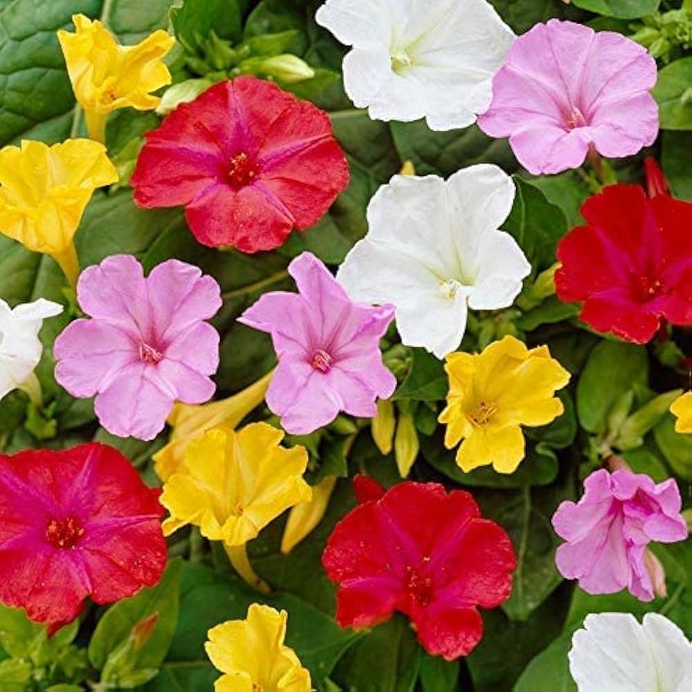 Mixed Mirabilis Jalapa Flower seeds for Planting - Bright Blooms, Heirloom & GMO Free Seeds for Home Garden
 
 Sale for planting in home garden.