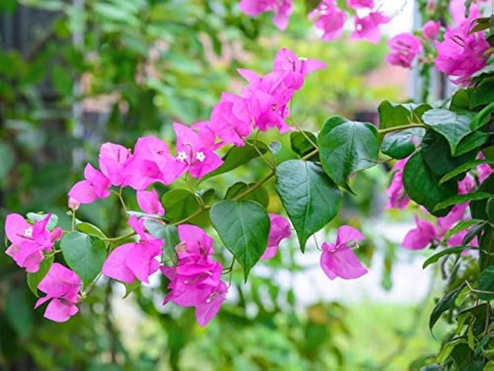 Bougainvillea Spectabilis Bougainvillea spp. Seeds for planting in vertical garden