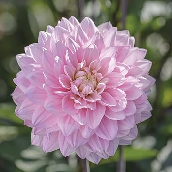 Dahlias Flower seeds for Planting Drought Tolerant Heirloom & GMO Free Seeds for Home Garden 
 
 Sale seeds for home garden planting