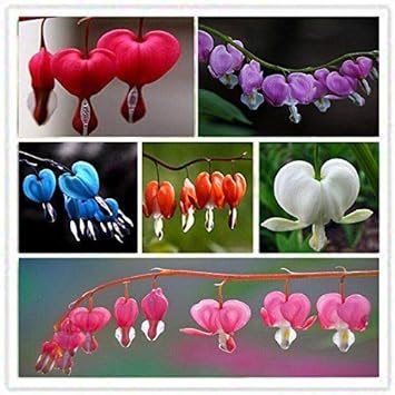 Light Red Green Geranium Flower Seeds for Planting Bright Blooms Heirloom & GMO Free Seeds for Home Garden
 
 Sale for planting in home garden