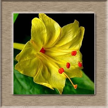 Yellow Mirabilis Flower seeds for Planting - Pollinator Friendly, Heirloom & GMO Free Seeds for Home Garden
 
 Sale for planting in home garden.