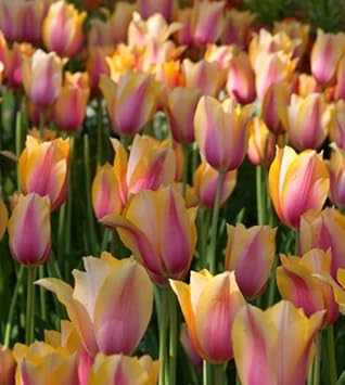 Yellow Pink Tulip Flower seeds for Planting - Wildflower Mix, Heirloom & GMO Free Seeds for Home Garden
 
 Sale seeds for planting in home garden