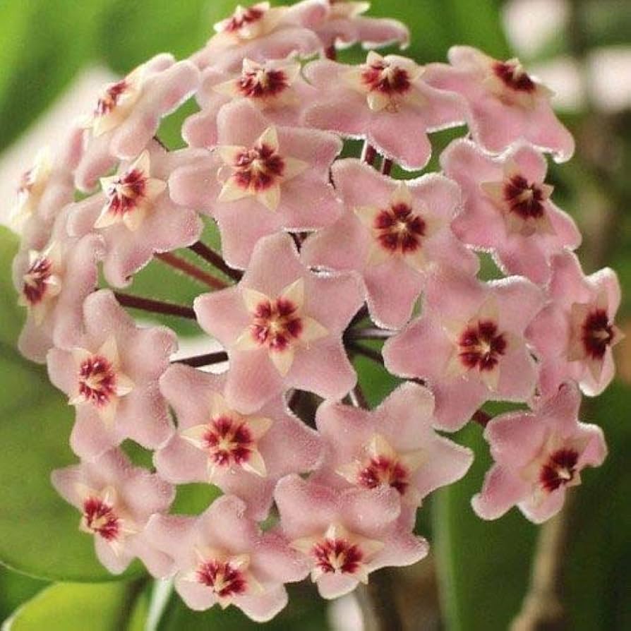 Light Pink Carnosa Flower Seeds For Planting