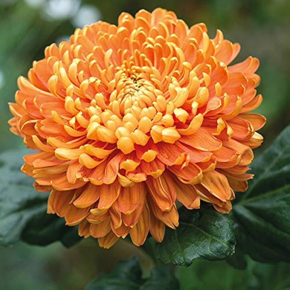 Chrysanthemum Chrysanthemum morifolium for planting in potted garden