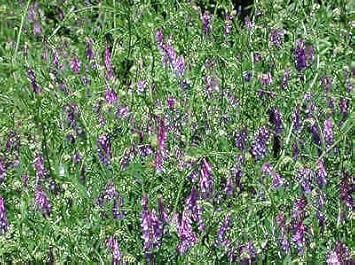 Purple Vetch Flower seeds for Planting - Perfect for Borders, Heirloom & GMO Free Seeds for Home Garden
 
 Sale seeds for home garden