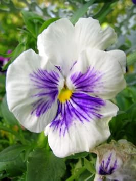 White Blue Wittrockiana Flower seeds for Planting - Easy to Grow, Heirloom & GMO Free Seeds for Home Garden
 
 Sale for planting in home garden.