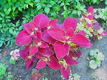 Velvet Coleus Jazz Flower seeds for Planting - Pollinator Friendly, Heirloom & GMO Free Seeds for Home Garden
 
 Sale seeds for home garden