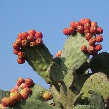 Red Nopalina Plant Seeds Planting