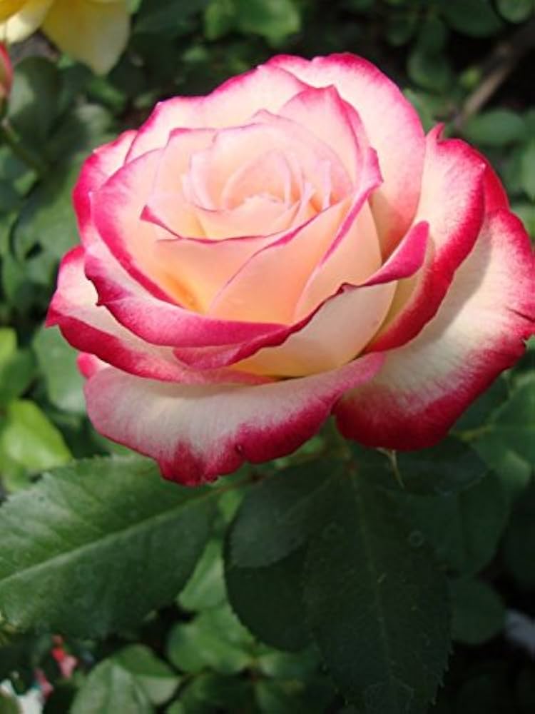 Pink White Rose Rosa spp. for planting in balcony pot