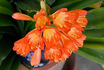 Orange Miniata Flower seeds for Planting - Bright Blooms, Heirloom & GMO Free Seeds for Home Garden
 
 Sale for planting in home garden