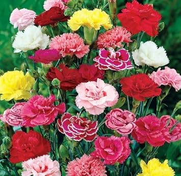 Carnation Flower Seeds - Mixed Varieties For Planting