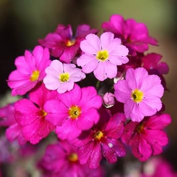 Pink Primrose Flower Seeds - Ideal For Bright Garden Planting