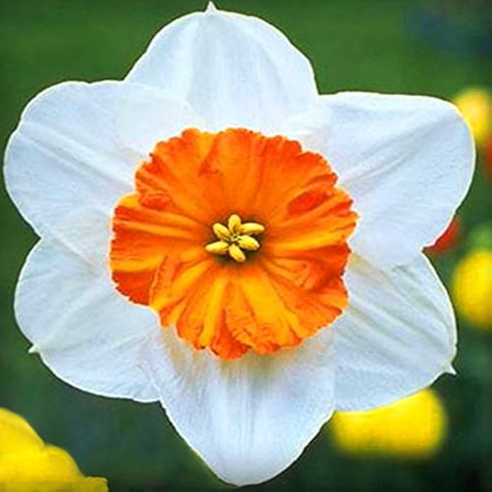 White And Yellow Daffodil Flower Seeds For Planting