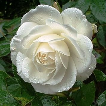 White Climbing Rose Seeds Flower seeds for Planting Easy to Grow Heirloom & GMO Free Seeds for Home Garden 
 
 Sale for planting in home garden