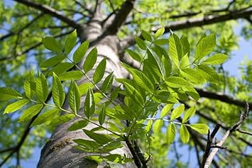 Grow Majestic American White Ash Trees From Seeds Plant Seeds