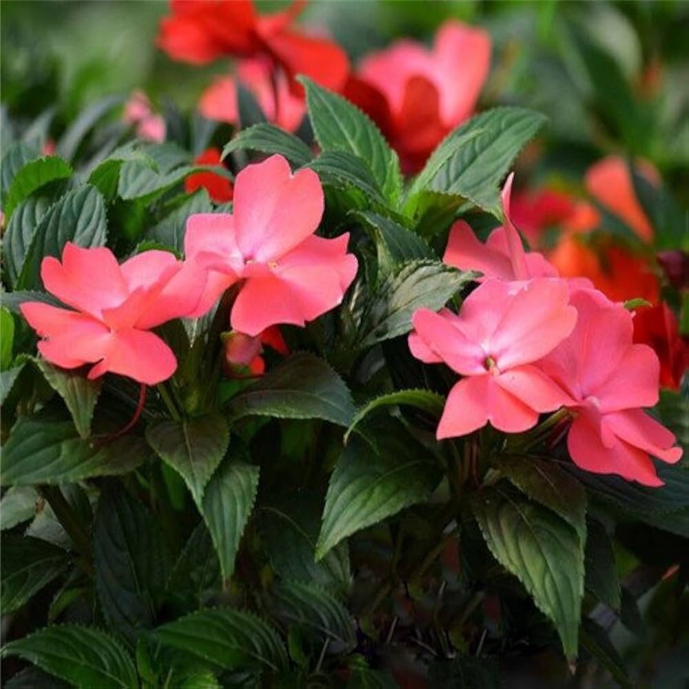 Impatiens Impreza Cherry Splash for planting in flower bed