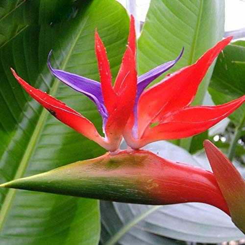 Strelitzia Reginae Flower seeds for Planting - Easy to Grow, Heirloom & GMO Free Seeds for Home Garden
 
 Sale for planting in home garden.