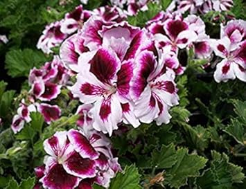 Light Pink Double Petal English Rose Seeds for Planting Easy to Grow Heirloom & GMO Free Seeds for Home Garden
 
 Sale for planting in home garden