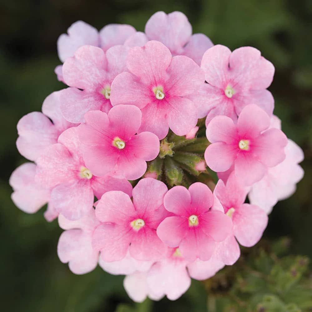 Verbena Obsession Mix Flower for planting