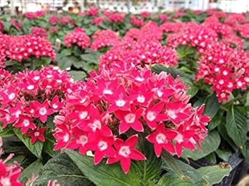 Pink Pentas Flower seeds for Planting - Vibrant Colors, Heirloom & GMO Free Seeds for Home Garden
 
 Sale for planting in home garden.