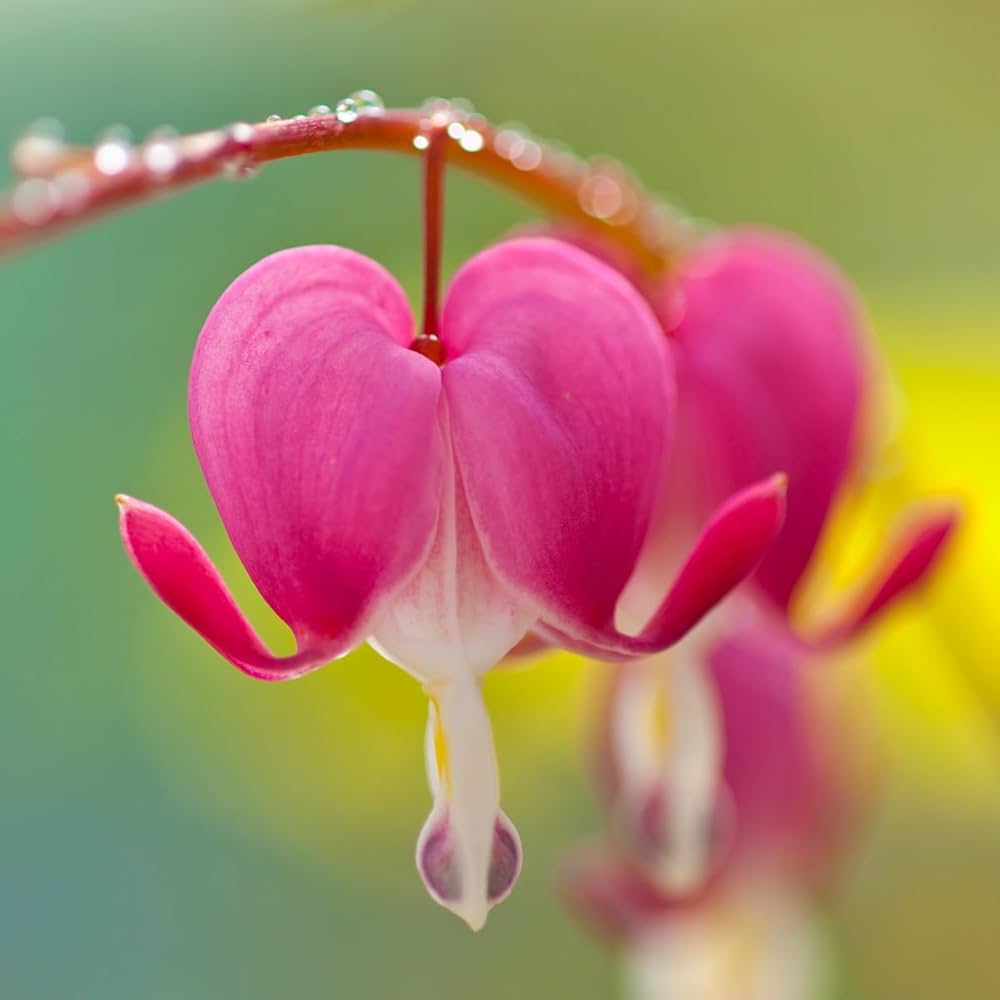 Bleeding Heart Dicentra spectabilis for outdoor shade garden