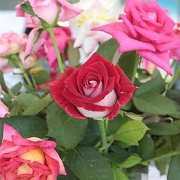 Red Double Petals Fuchsia Seeds for Planting Low Maintenance Heirloom & GMO Free Seeds for Home Garden
 
 Sale for planting in home garden