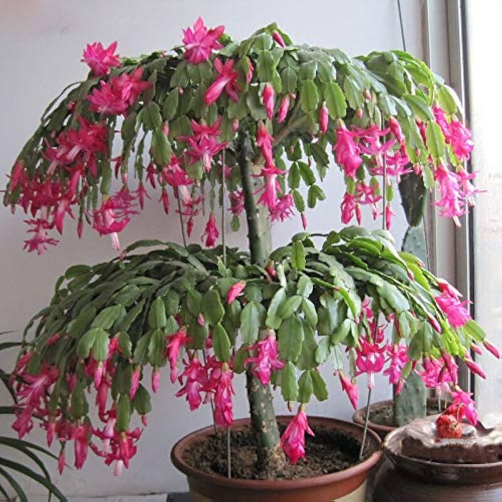 Zygocactus Truncatus Flower Seeds Red Planting