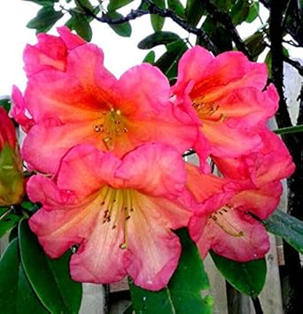 Pale Pink Geranium Flower Seeds for Planting Perfect for Borders Heirloom & GMO Free Seeds for Home Garden
 
 Sale for planting in home garden