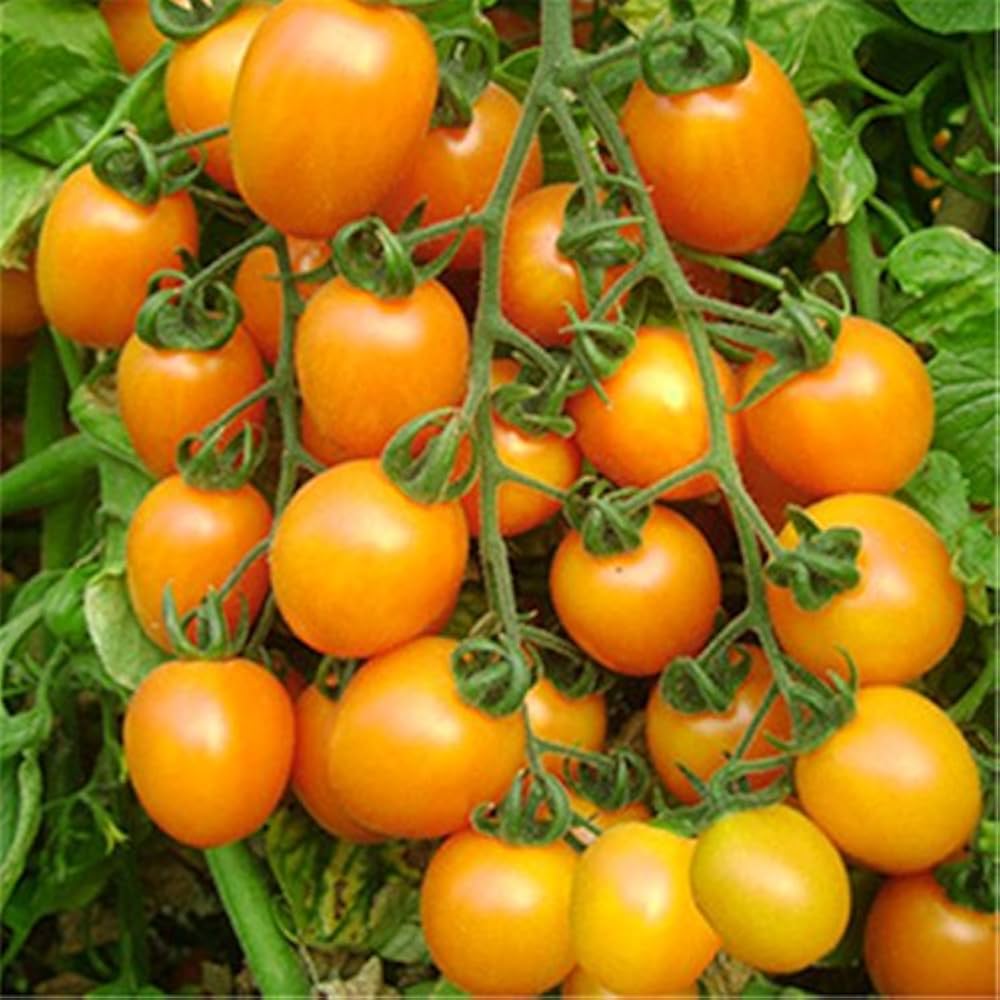 Heirloom Tomato Solanum lycopersicum for planting in balcony garden