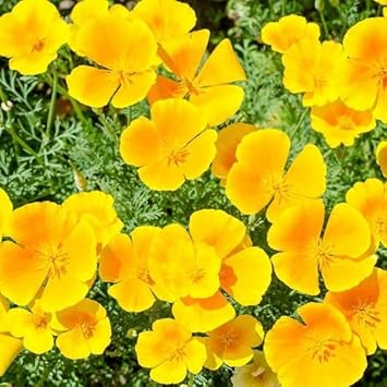 Cali Flower seeds for Planting - Wildflower Mix, Heirloom & GMO Free Seeds for Home Garden
 
 Sale for planting in home garden.