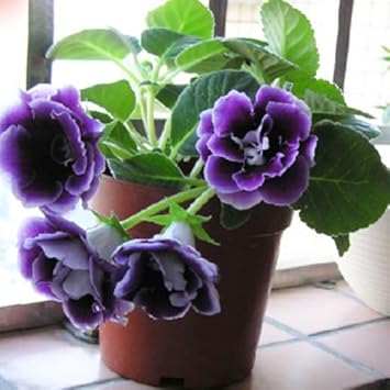 Green Fern for Planting heirloom & NonGMO Seeds Hardy Variety Heirloom & GMO Free Seeds for Home Garden
 
 Sale for planting in home garden