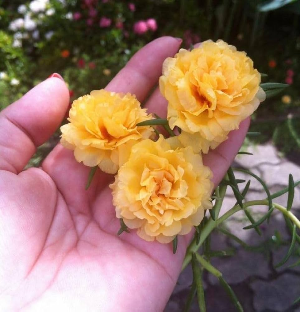 Orange Purslane Portulaca oleracea for planting in vegetable patch