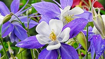 Aquilegia Flower Seeds: Purple White Variety For Planting