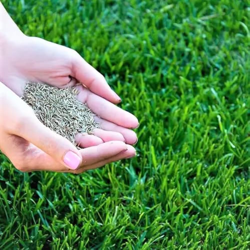 Grass Lawn seeds for healthy lawn