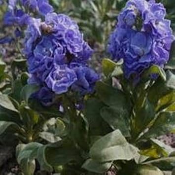 Blue Matthiola Incana Flower seeds for Planting - Garden Favorite, Heirloom & GMO Free Seeds for Home Garden
 
 Sale for planting in home garden