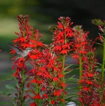 Cardinal Flower seeds for Planting - Fragrant Blossoms, Heirloom & GMO Free Seeds for Home Garden
 
 Sale for planting in home garden.