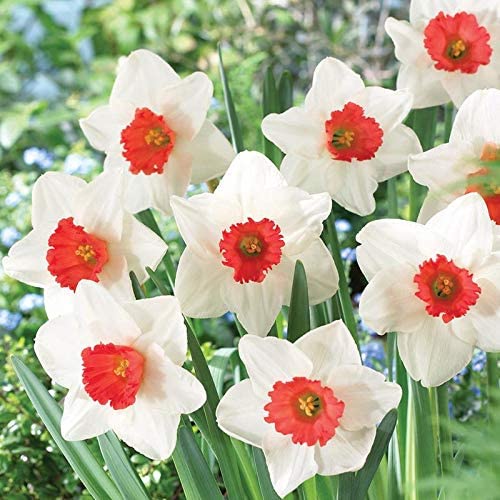 Burgundy White Daffodil Flower seeds for Planting Easy to Grow Heirloom & GMO Free Seeds for Home Garden 
 
 Sale for planting in home garden