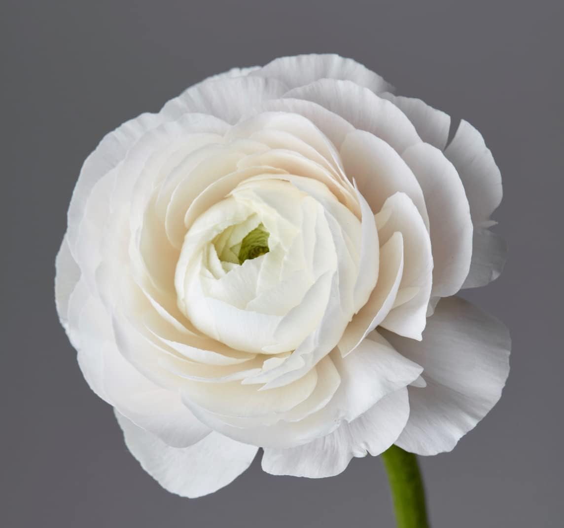 Silver Sansevieria for Garden Long Bloom Season Heirloom & GMO Free Seeds for Home Garden
 
 Sale for planting in home garden