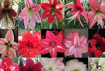 Hippeastrum Rutilum Mixed Flower seeds for Planting - Shade Tolerant, Heirloom & GMO Free Seeds for Home Garden
 
 Sale for planting in home garden