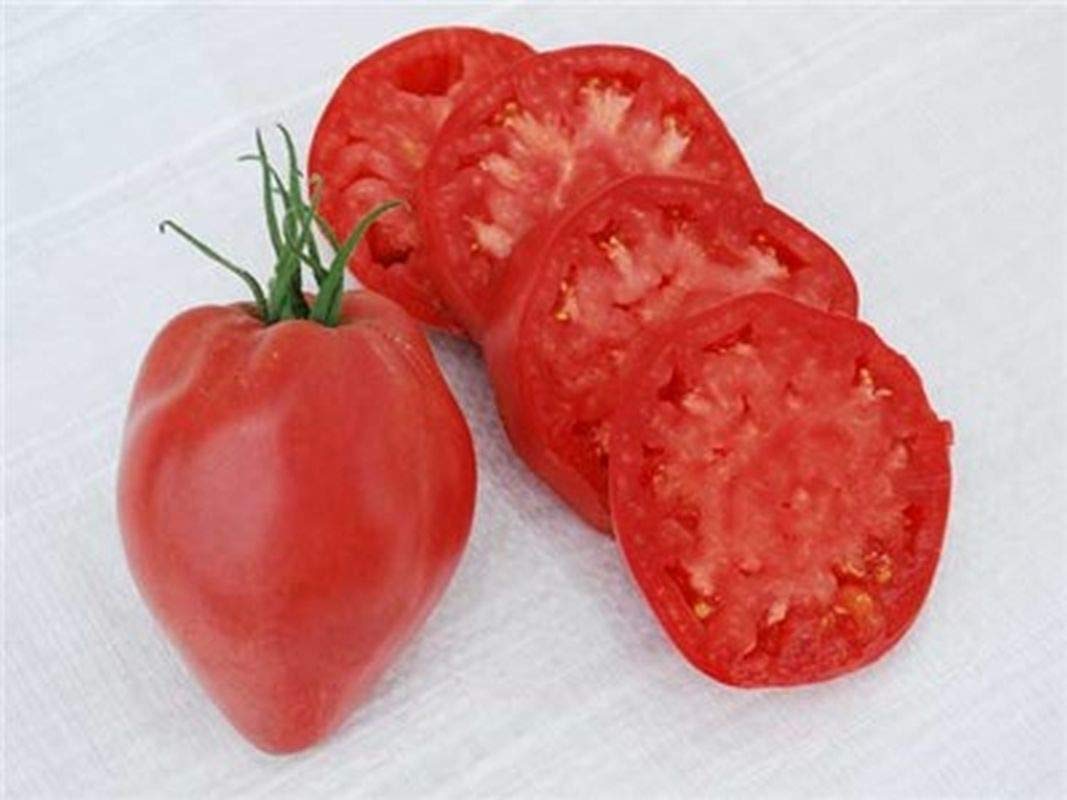 Oxheart Tomato Solanum lycopersicum for planting in vegetable patch