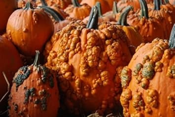 Orange Knucklehead Pumpkin Seeds For Planting