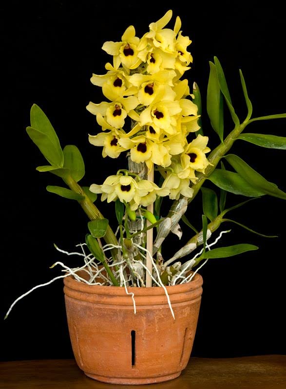 Yellow Dendrobium Orchid Flower seeds for Planting - Sun Loving, Heirloom & GMO Free Seeds for Home Garden
 
 Sale for planting in home garden.