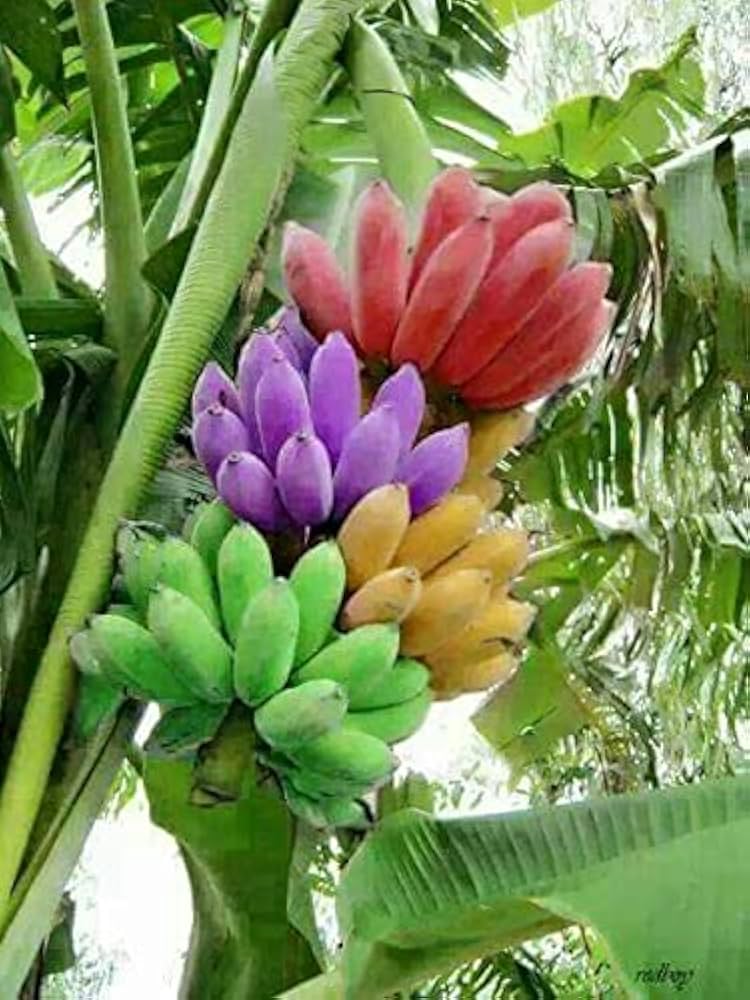 Multi-Color Banana Fruit Seeds For Planting